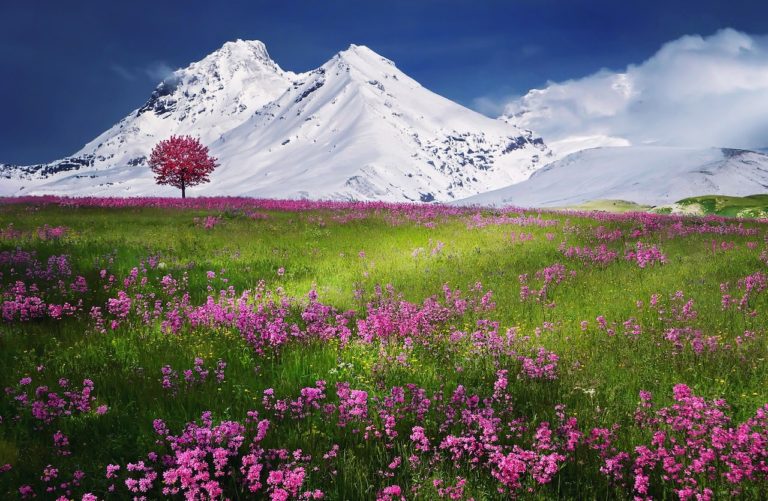 spring flowers with snow capped mountains