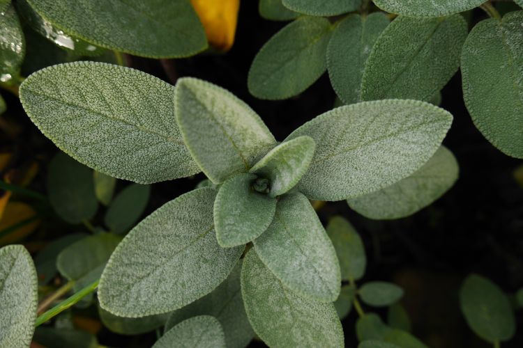 garden sage