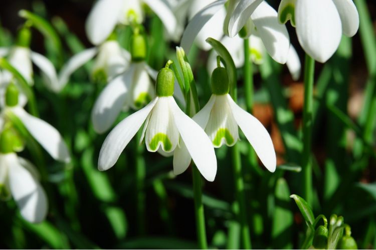 snowdrops close up