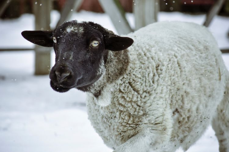 lamb in snow