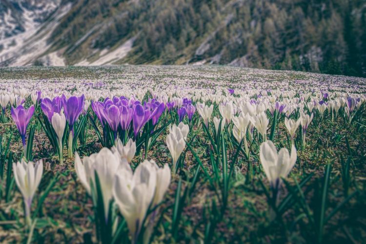 white and purple iris flowers by a mountain