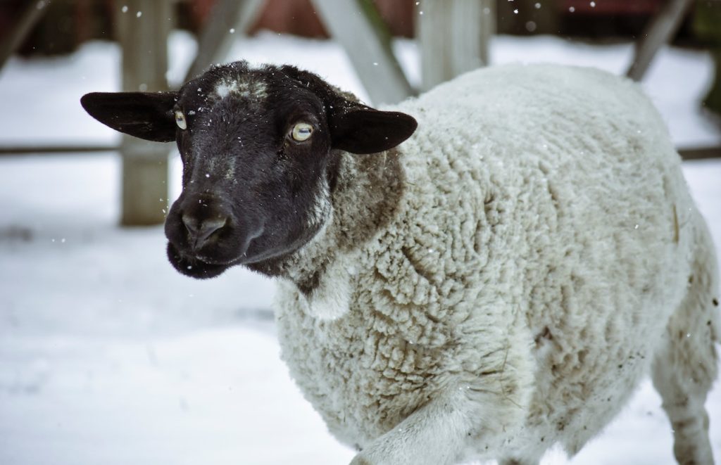 sheep in snow