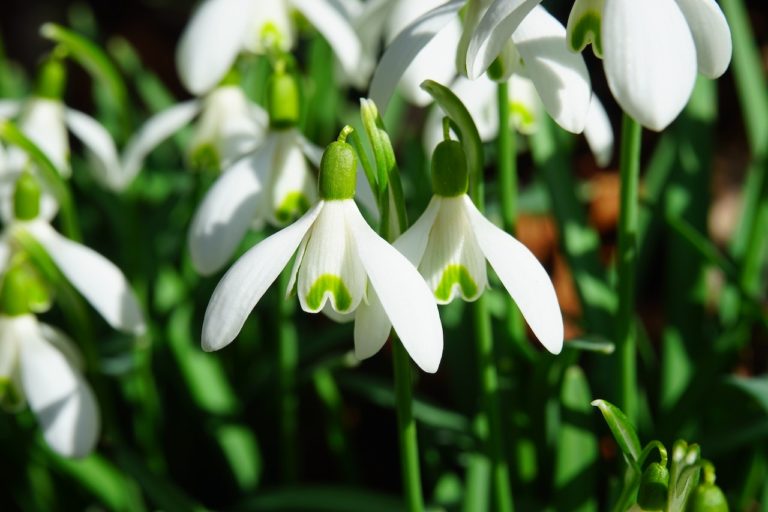 image of a cluster of white snowdrops