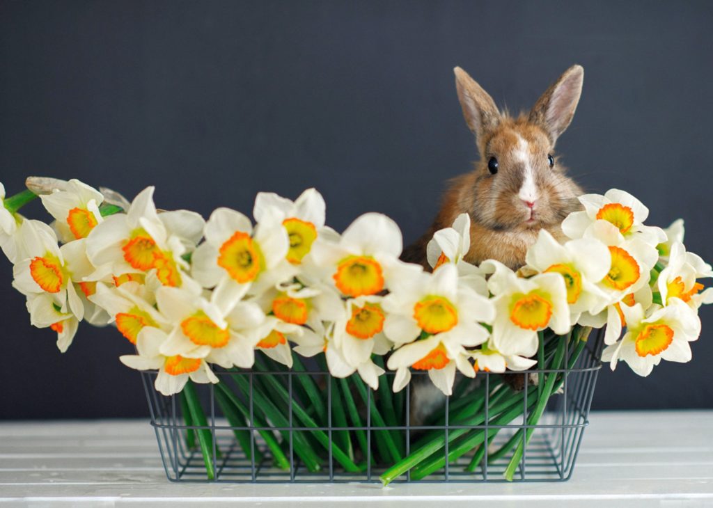 daffodils and bunny rabbit