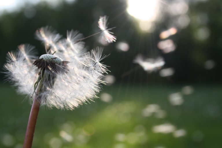 dandelion