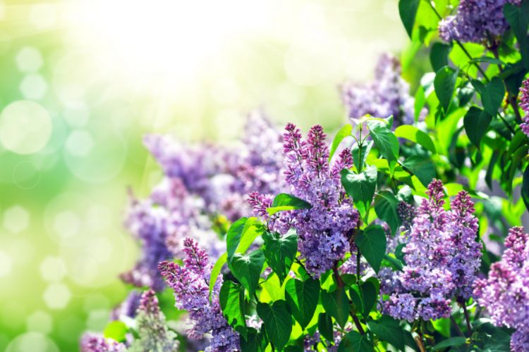 purple flowers