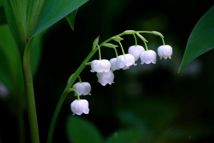 lily of the valley