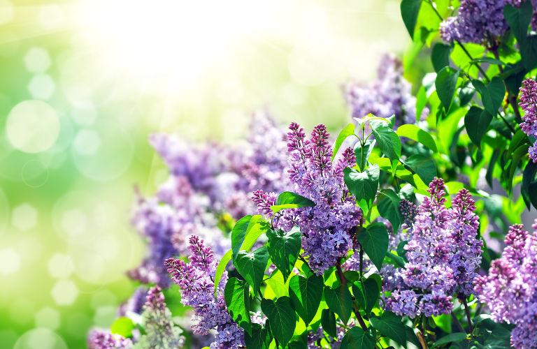 lilac flowers