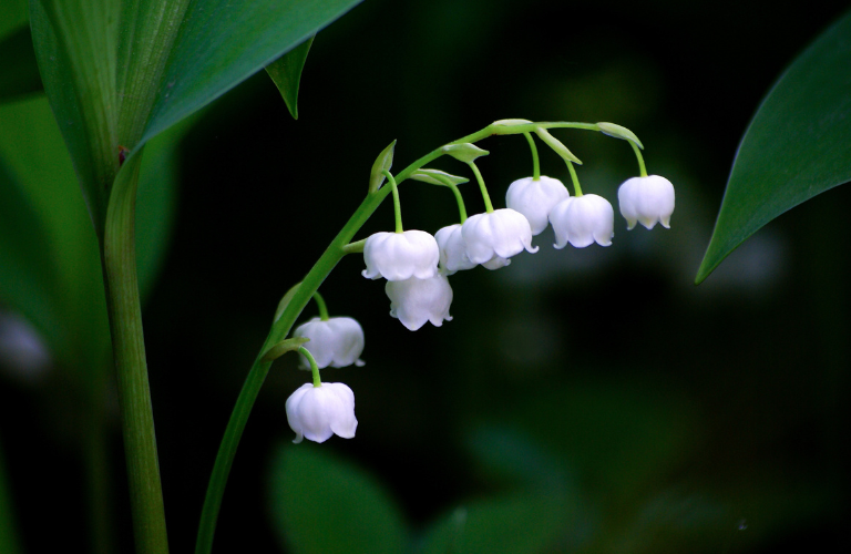 Lily of the Valley