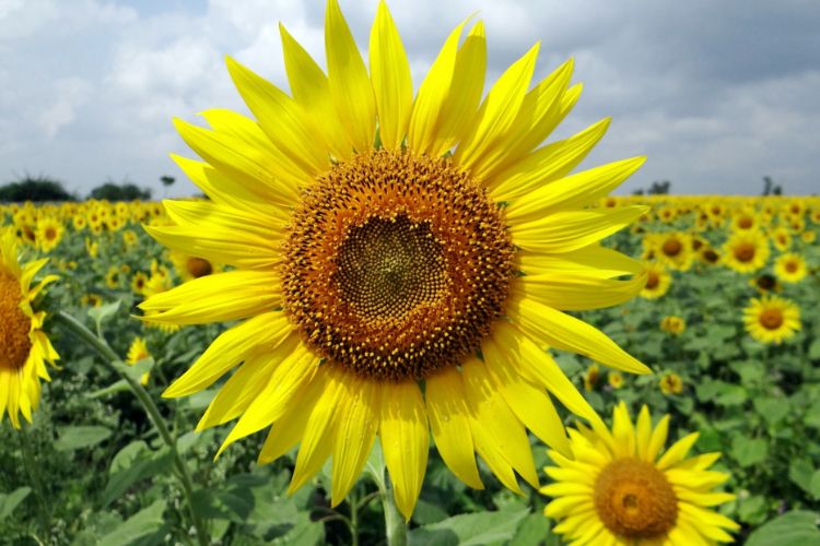 large yellow sunflower in a sunflower field