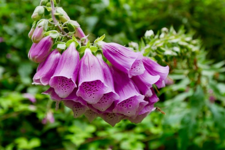 purple foxglove flower