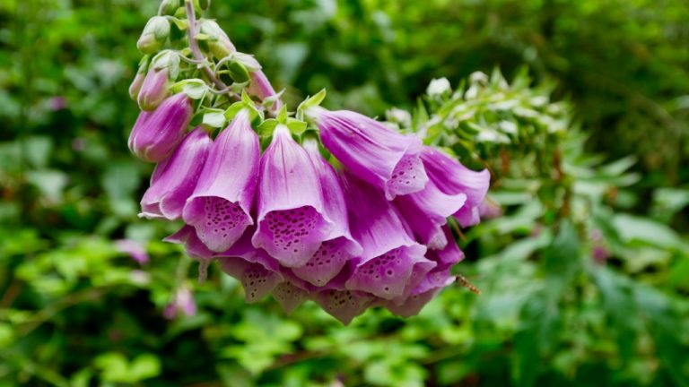 foxglove