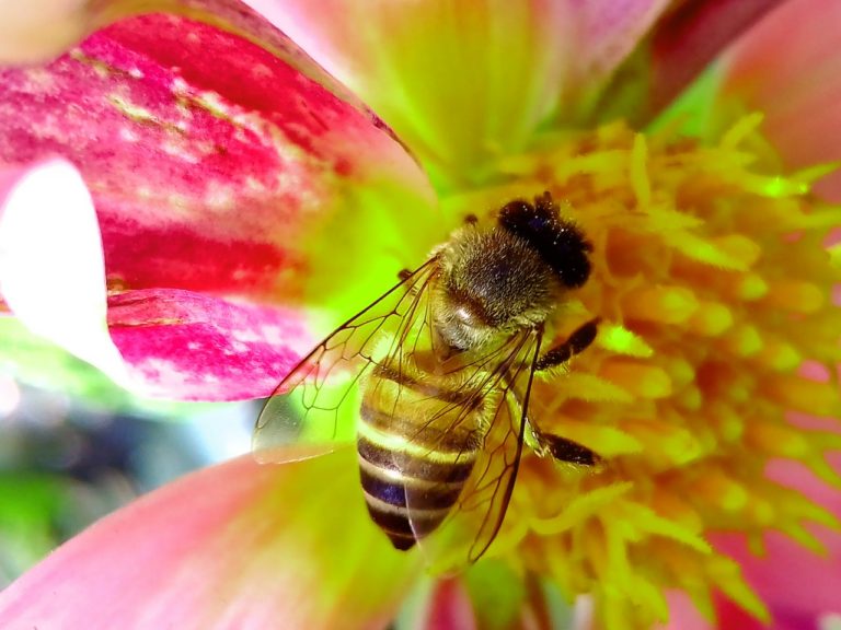 bee on a pink flower