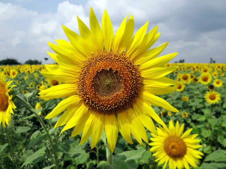 sunflower in a field