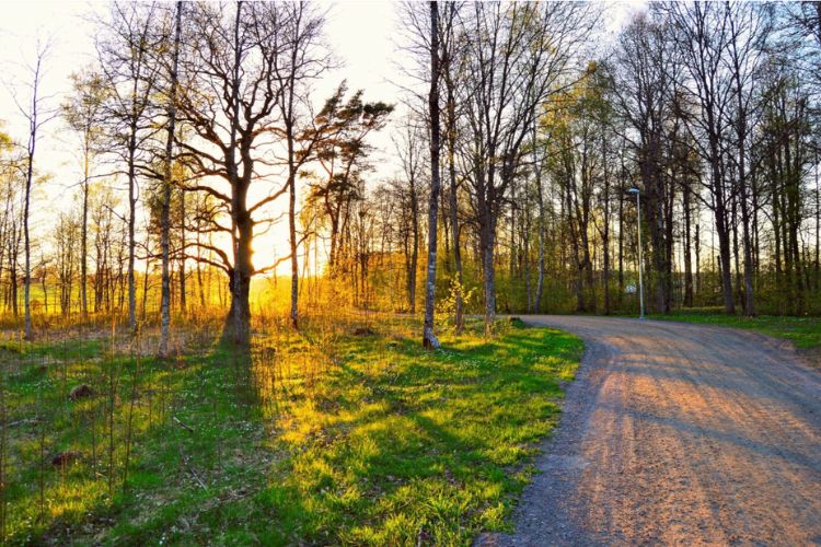 path through the woods at sunset