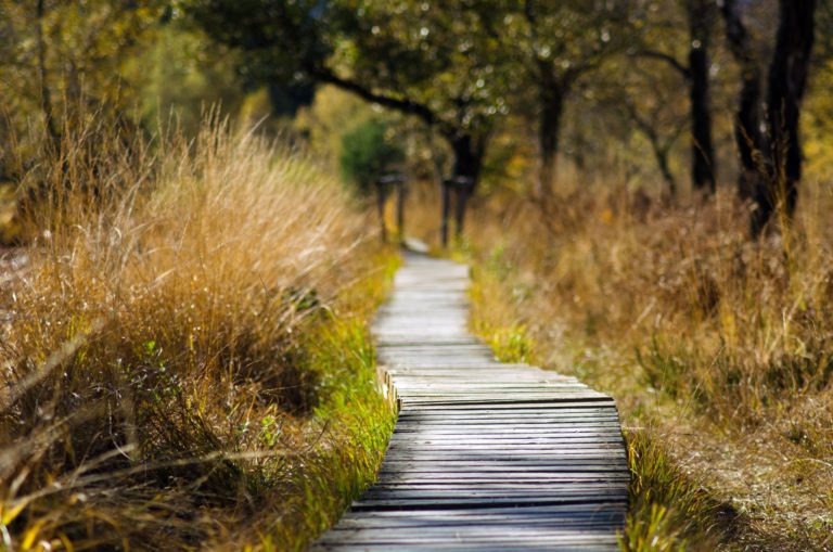 walking path running between fields of tall grasses