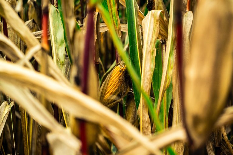 corn field