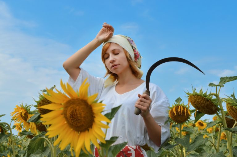 harvesting sunflowers with a scythe