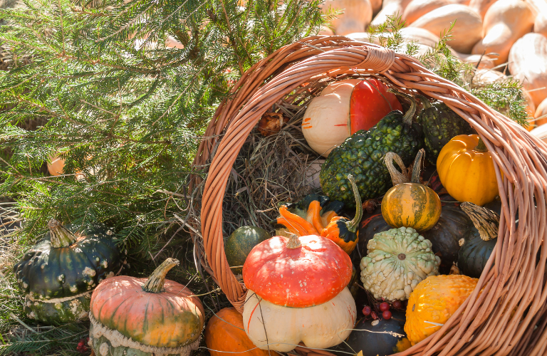 basket filled with winter squash on the grass