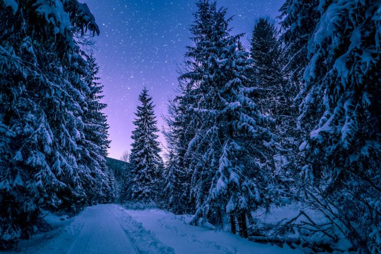 night sky with snowy evergreens