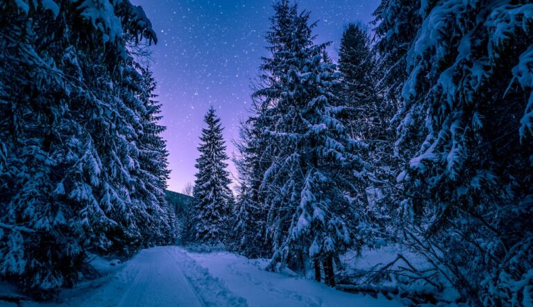 evergreen trees and a snowy path cutting through them at dusk with a purple starry sky