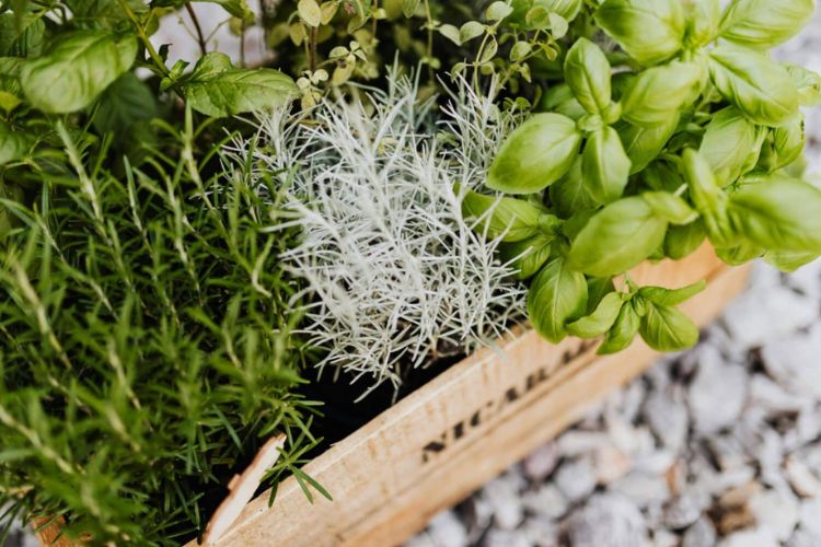 witchy garden herbs